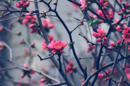 pink blossom buds